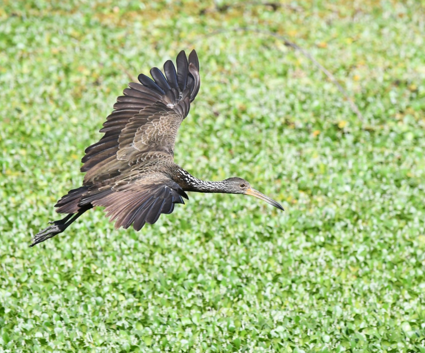 Caracu