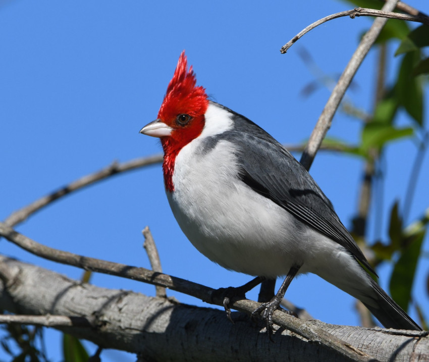 Cardenal copete rojo