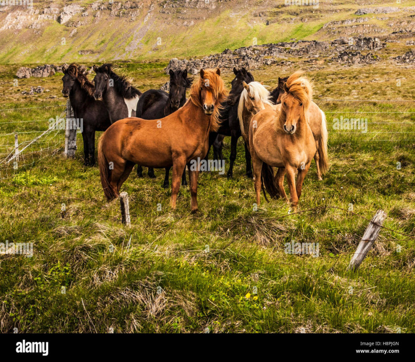 icelandic horses in a