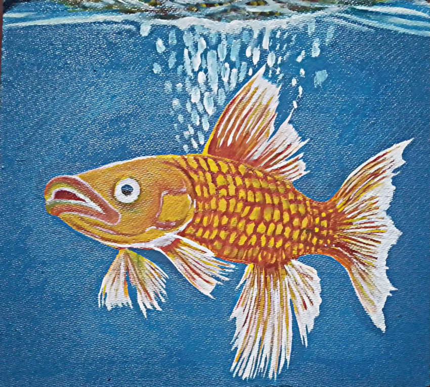 Guppy Golden Fish