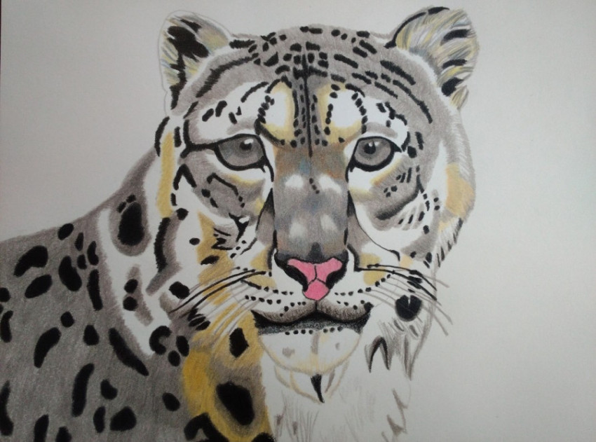 Snow Leopard