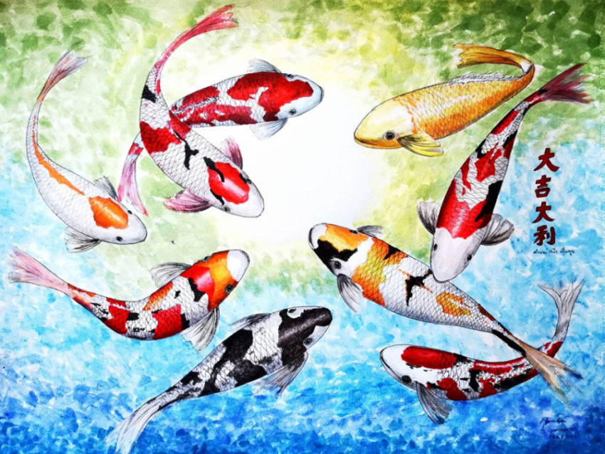 Koi fishs