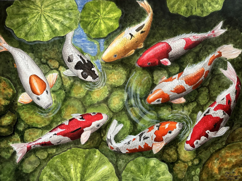 Koi fish2