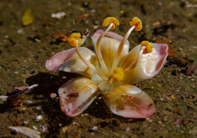 Flor del árbol Ceiba