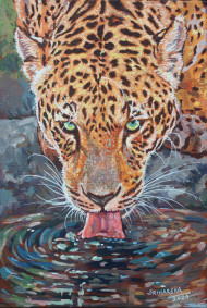 LEOPARD WATER DRINKING-01